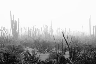 Cacti jungle