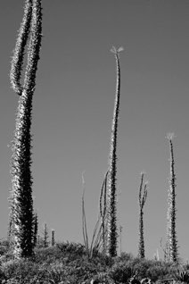 Boojum trees