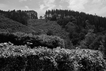 Flora