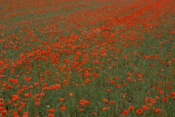 Poppy field, South of France