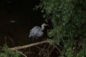 Shrug of an Egret, Gerona
