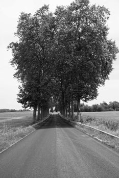 Tunnel of trees, South of France