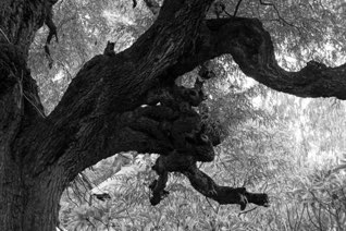 Untitled, Bagan