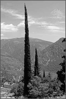 Cypress tree, Delphi, Greece