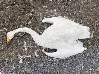 Swan after last breath, Iceland