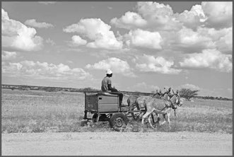 Three mule chariot, Namibia