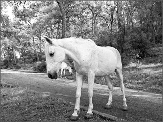 Fauna