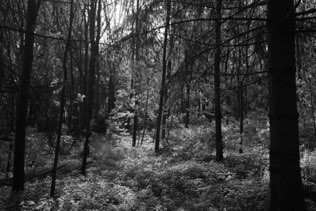Untitled, MI