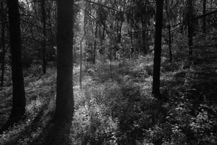 Untitled, MI