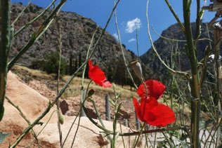 Delphi