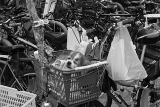 Untitled, Tai O