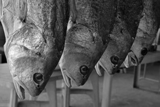 Untitled, Tai O