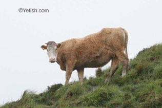 Untitled, Moher