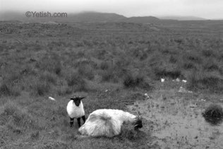 Lonely Lamb