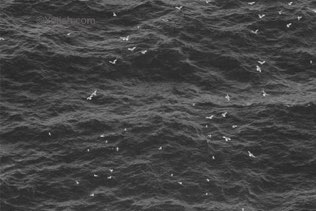 Seagulls
