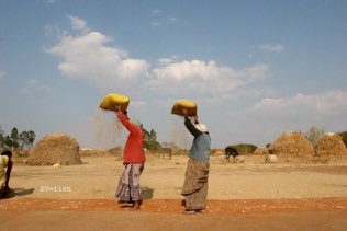 Ragi harvest