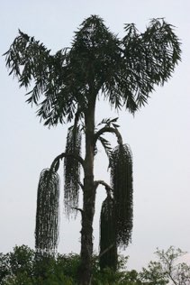 Shanthalli, Coorg