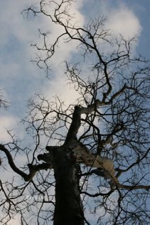 Untitled, Coorg