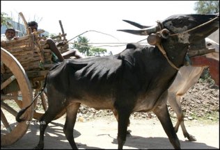 Karnataka