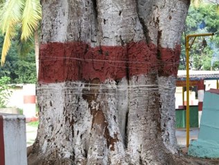 Banyan tree