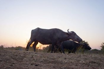 Homecoming, Countryside India