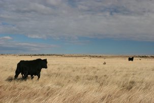Pasture, NE