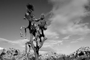 Joshua Tree NP