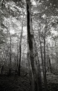 Woods, NJ
