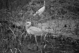 Untitled, swamp