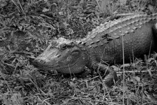 Untitled, swamp