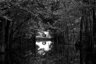 Untitled, swamp