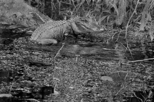 Untitled, swamp