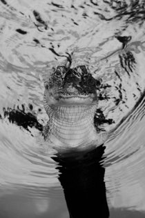Untitled, swamp