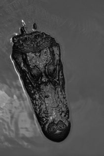 Untitled, swamp