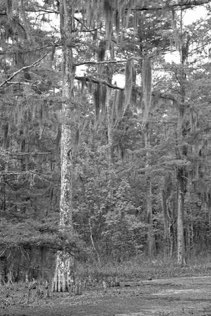 Cypress