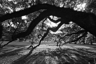 Oak Alley