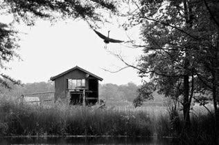 Untitled, swamp