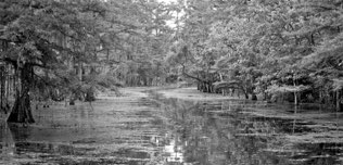 Untitled, swamp