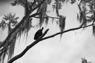 Untitled, swamp