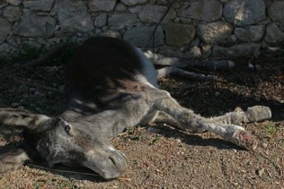 Injured Mule