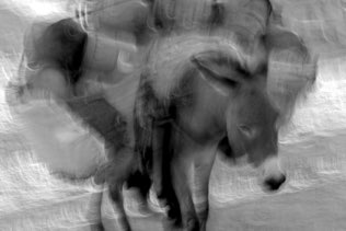 Mule Life