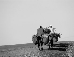Mule Trail