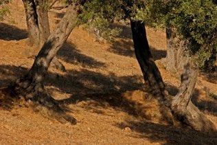 OliveTrees