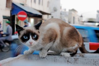 Street Cat