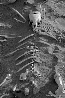 Beach Art