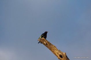 Bird