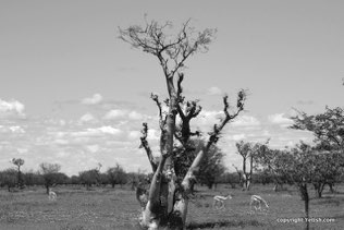Bok