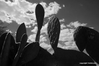 Cacti