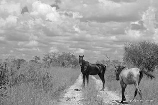 Horses