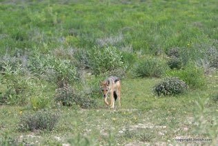 Jackal
